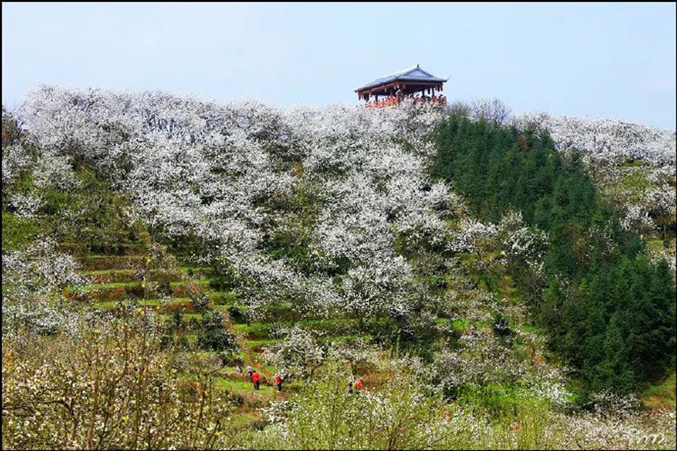 【春天，广西桂林灌阳县向您发出邀请！】我们在灌阳看梨花 - 游山玩水 - 日喀则生活社区 - 日喀则28生活网 rkz.28life.net