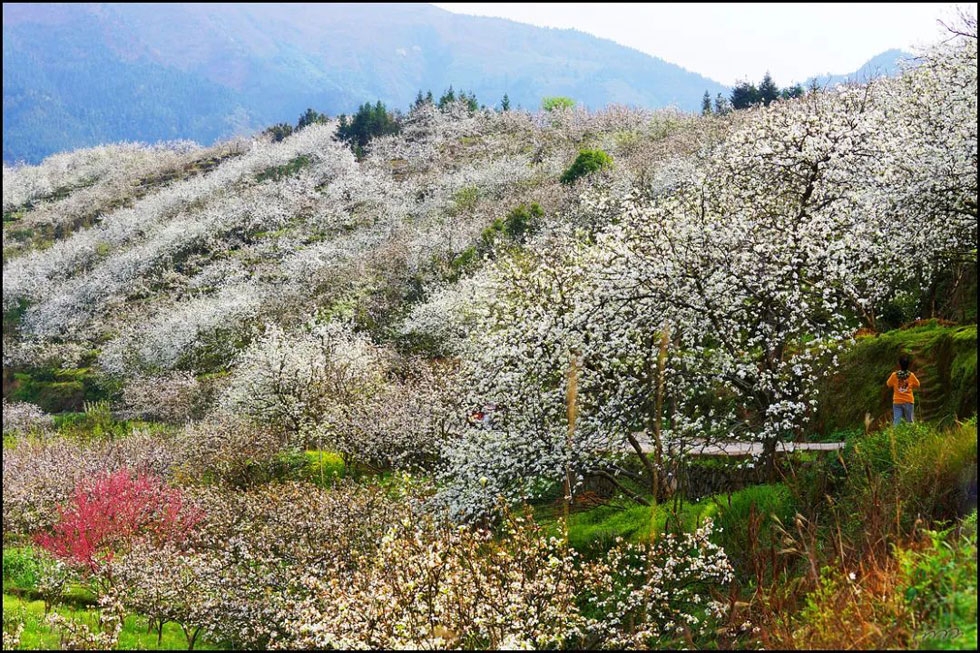 【春天，广西桂林灌阳县向您发出邀请！】我们在灌阳看梨花 - 游山玩水 - 日喀则生活社区 - 日喀则28生活网 rkz.28life.net