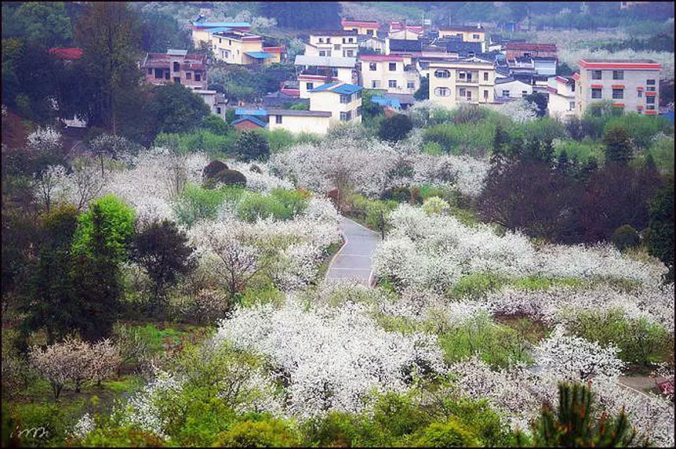 【春天，广西桂林灌阳县向您发出邀请！】我们在灌阳看梨花 - 游山玩水 - 日喀则生活社区 - 日喀则28生活网 rkz.28life.net