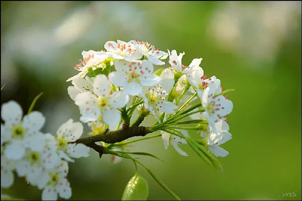 【春天，广西桂林灌阳县向您发出邀请！】我们在灌阳看梨花 - 游山玩水 - 日喀则生活社区 - 日喀则28生活网 rkz.28life.net