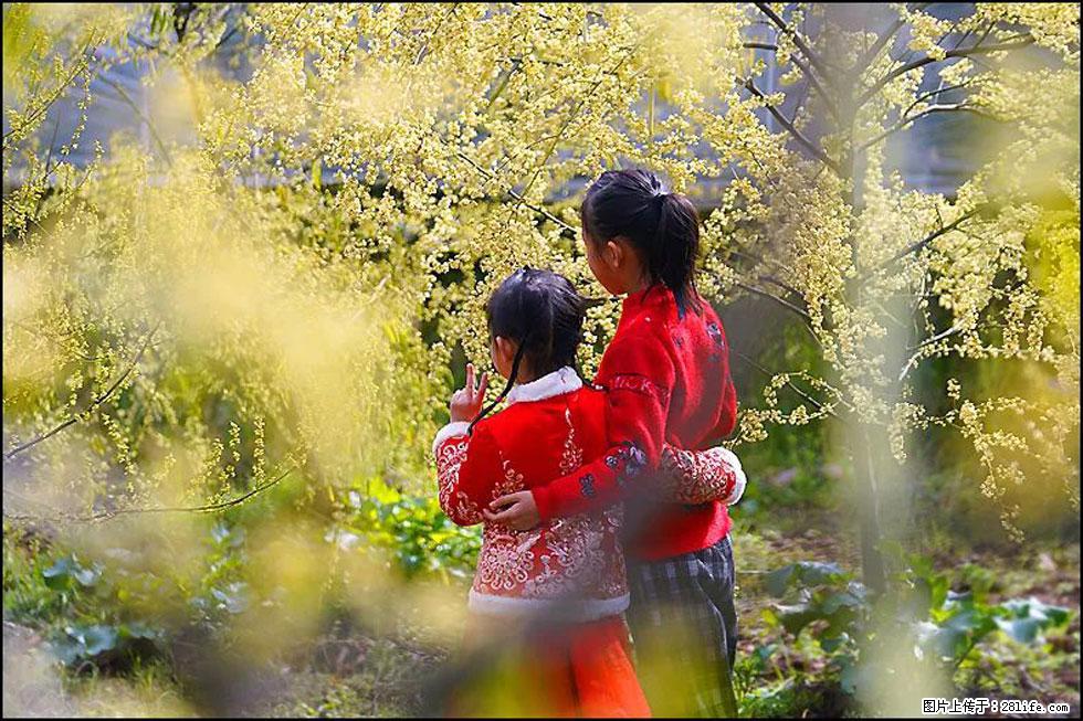 【春天，广西桂林灌阳县向您发出邀请！】米珠山前有片山苍子花在飘香 - 游山玩水 - 日喀则生活社区 - 日喀则28生活网 rkz.28life.net