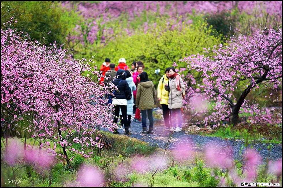 【春天，广西桂林灌阳县向您发出邀请！】官庄村有个醉美的桃花园 - 游山玩水 - 日喀则生活社区 - 日喀则28生活网 rkz.28life.net