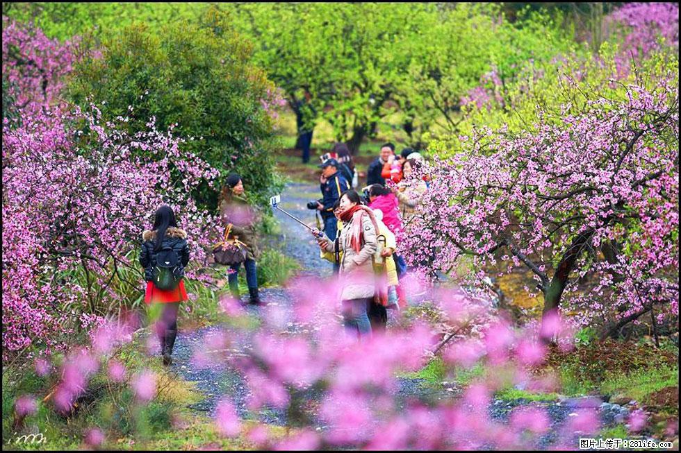 【春天，广西桂林灌阳县向您发出邀请！】官庄村有个醉美的桃花园 - 游山玩水 - 日喀则生活社区 - 日喀则28生活网 rkz.28life.net