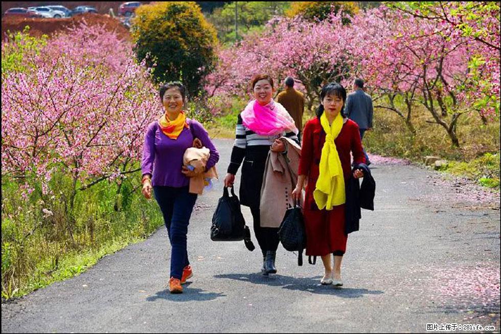【春天，广西桂林灌阳县向您发出邀请！】官庄村有个醉美的桃花园 - 游山玩水 - 日喀则生活社区 - 日喀则28生活网 rkz.28life.net