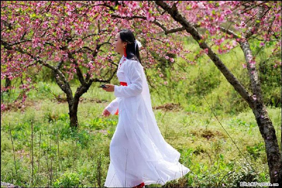 【春天，广西桂林灌阳县向您发出邀请！】官庄村有个醉美的桃花园 - 游山玩水 - 日喀则生活社区 - 日喀则28生活网 rkz.28life.net
