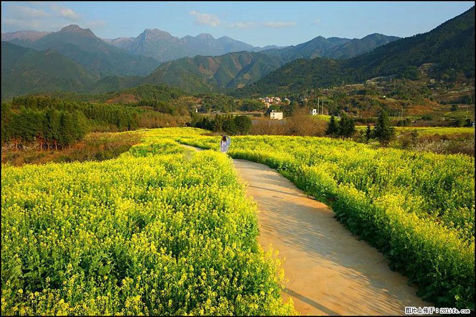 【春天，广西桂林灌阳县向您发出邀请！】长坪村油菜盛情花开 - 游山玩水 - 日喀则生活社区 - 日喀则28生活网 rkz.28life.net