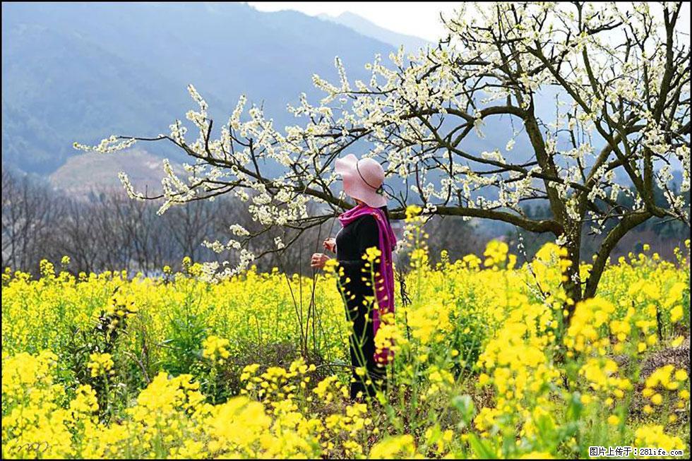 【春天，广西桂林灌阳县向您发出邀请！】长坪村油菜盛情花开 - 游山玩水 - 日喀则生活社区 - 日喀则28生活网 rkz.28life.net
