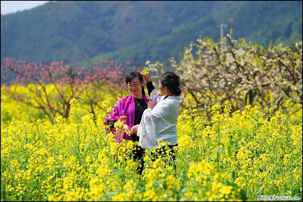 【春天，广西桂林灌阳县向您发出邀请！】长坪村油菜盛情花开 - 游山玩水 - 日喀则生活社区 - 日喀则28生活网 rkz.28life.net