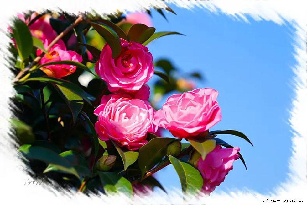 【春天，广西桂林灌阳县向您发出邀请！】杨柳井茶花惹人爱 - 游山玩水 - 日喀则生活社区 - 日喀则28生活网 rkz.28life.net