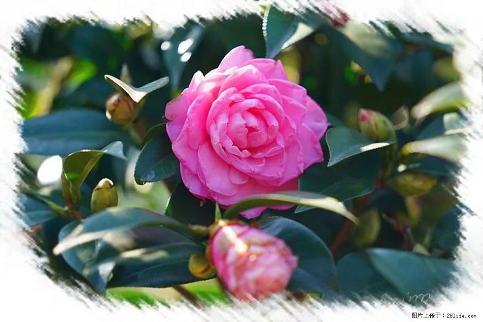 【春天，广西桂林灌阳县向您发出邀请！】杨柳井茶花惹人爱 - 游山玩水 - 日喀则生活社区 - 日喀则28生活网 rkz.28life.net