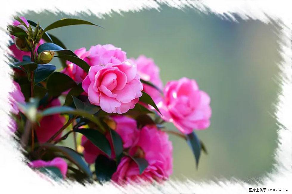【春天，广西桂林灌阳县向您发出邀请！】杨柳井茶花惹人爱 - 游山玩水 - 日喀则生活社区 - 日喀则28生活网 rkz.28life.net
