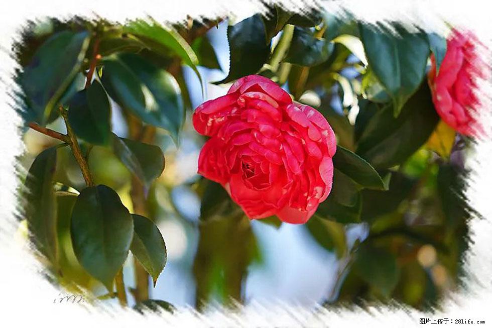 【春天，广西桂林灌阳县向您发出邀请！】杨柳井茶花惹人爱 - 游山玩水 - 日喀则生活社区 - 日喀则28生活网 rkz.28life.net