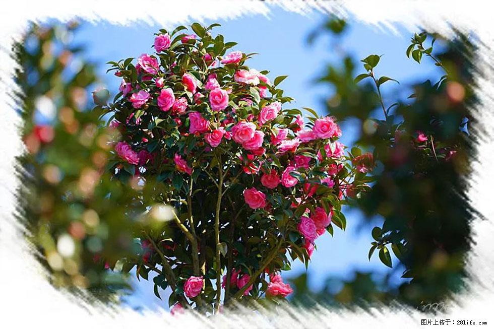 【春天，广西桂林灌阳县向您发出邀请！】杨柳井茶花惹人爱 - 游山玩水 - 日喀则生活社区 - 日喀则28生活网 rkz.28life.net