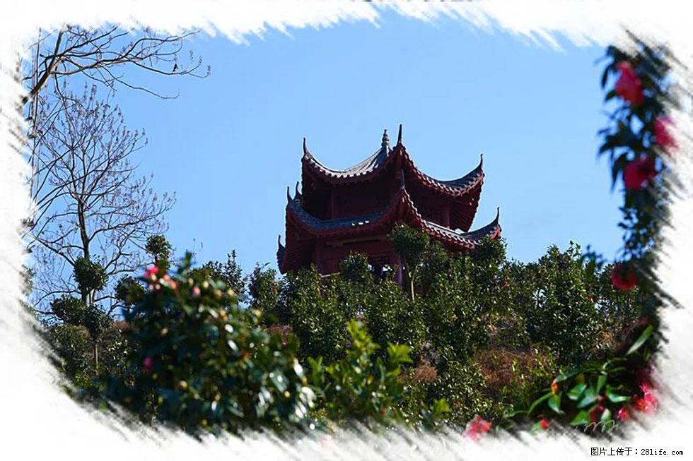 【春天，广西桂林灌阳县向您发出邀请！】杨柳井茶花惹人爱 - 游山玩水 - 日喀则生活社区 - 日喀则28生活网 rkz.28life.net