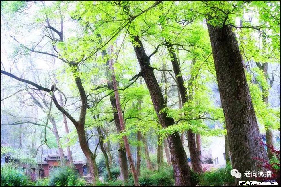 【春天，广西桂林灌阳县向您发出邀请！】在小龙村与春天约会 - 游山玩水 - 日喀则生活社区 - 日喀则28生活网 rkz.28life.net