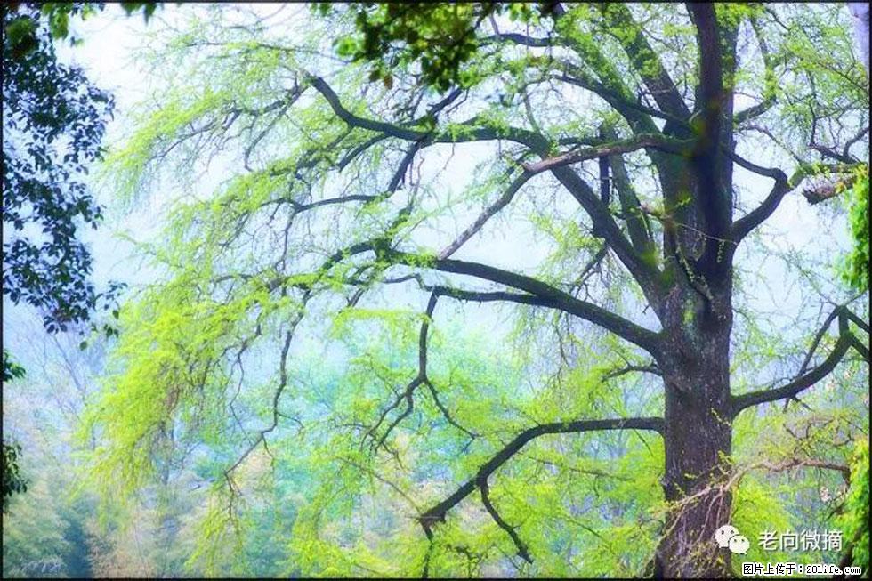 【春天，广西桂林灌阳县向您发出邀请！】在小龙村与春天约会 - 游山玩水 - 日喀则生活社区 - 日喀则28生活网 rkz.28life.net
