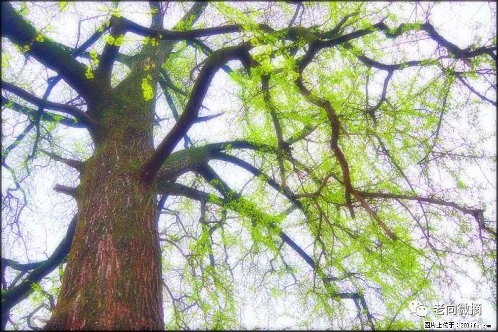 【春天，广西桂林灌阳县向您发出邀请！】在小龙村与春天约会 - 游山玩水 - 日喀则生活社区 - 日喀则28生活网 rkz.28life.net