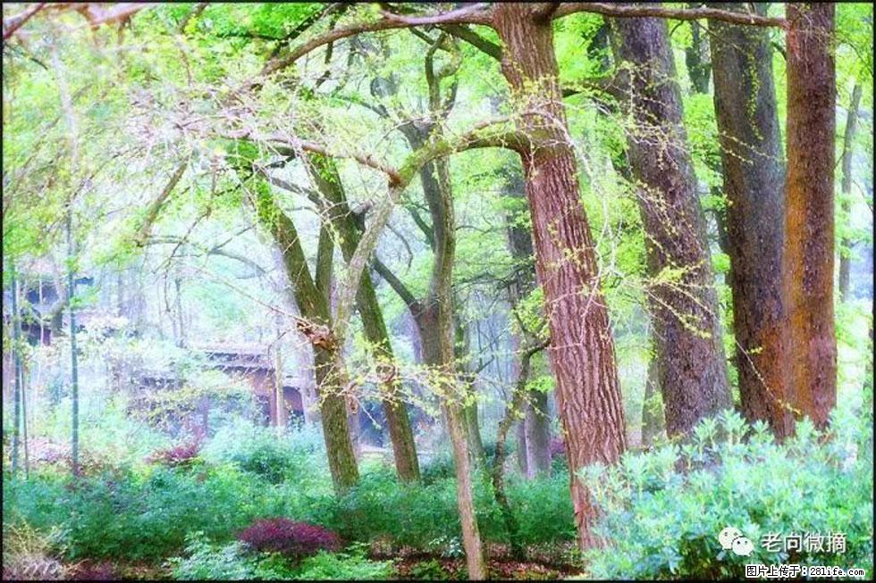 【春天，广西桂林灌阳县向您发出邀请！】在小龙村与春天约会 - 游山玩水 - 日喀则生活社区 - 日喀则28生活网 rkz.28life.net