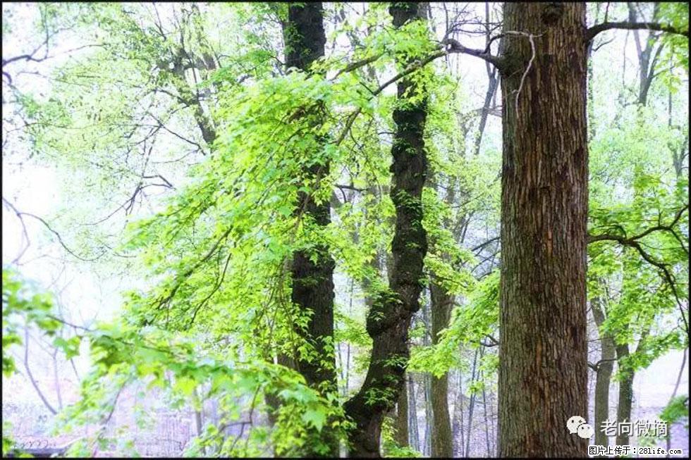 【春天，广西桂林灌阳县向您发出邀请！】在小龙村与春天约会 - 游山玩水 - 日喀则生活社区 - 日喀则28生活网 rkz.28life.net