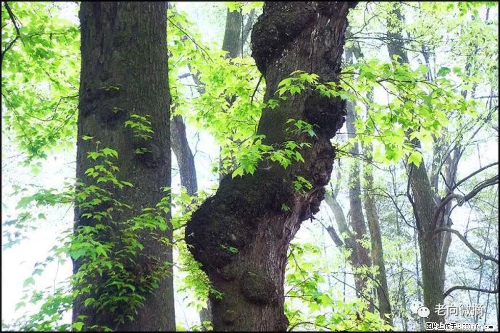 【春天，广西桂林灌阳县向您发出邀请！】在小龙村与春天约会 - 游山玩水 - 日喀则生活社区 - 日喀则28生活网 rkz.28life.net