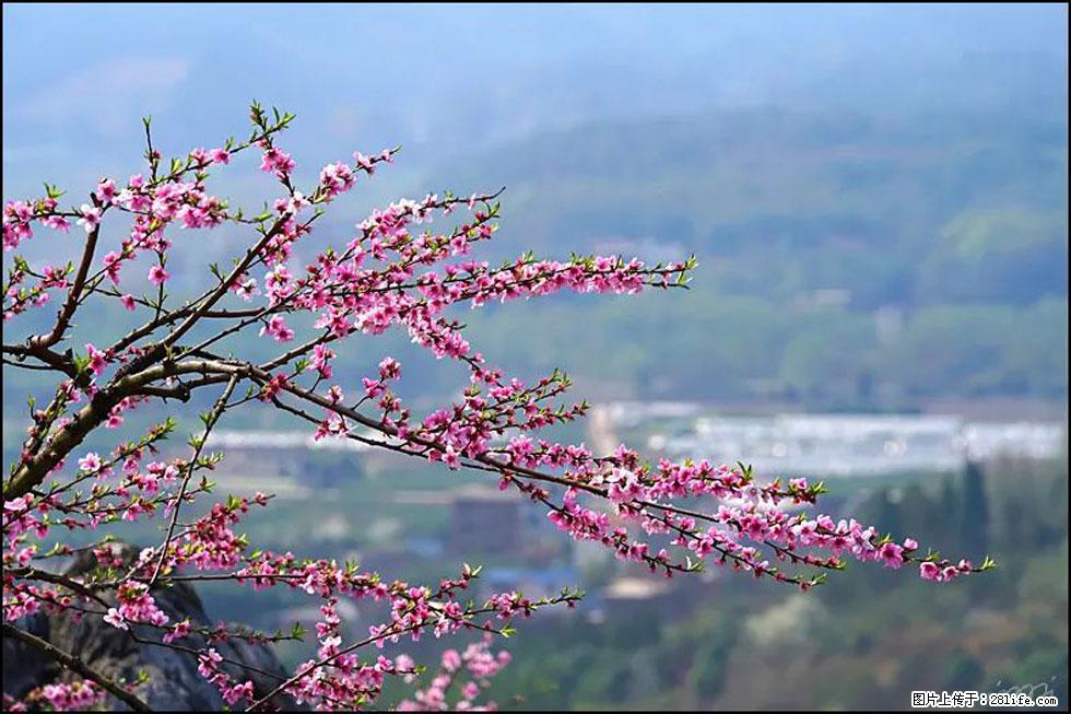 【春天，广西桂林灌阳县向您发出邀请！】望月岭上桃花开 - 游山玩水 - 日喀则生活社区 - 日喀则28生活网 rkz.28life.net