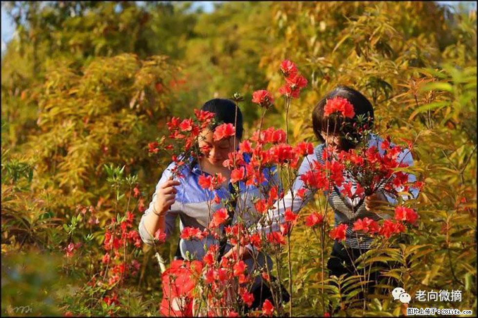 【春天，广西桂林灌阳县向您发出邀请！】登麒麟山，相约映山红 - 游山玩水 - 日喀则生活社区 - 日喀则28生活网 rkz.28life.net