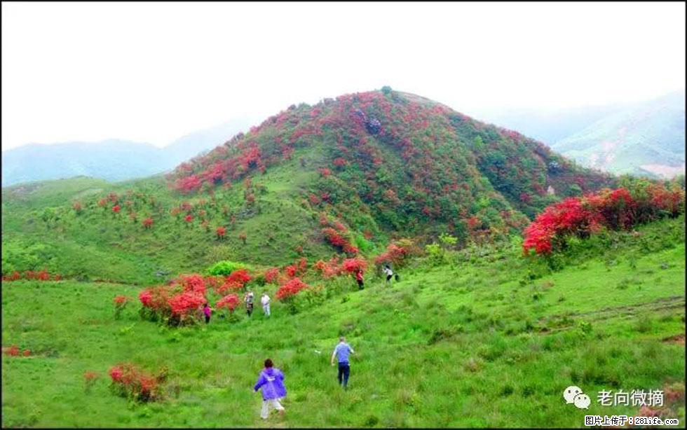 【春天，广西桂林灌阳县向您发出邀请！】宝盖山上映山红 - 游山玩水 - 日喀则生活社区 - 日喀则28生活网 rkz.28life.net