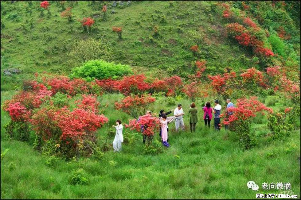 【春天，广西桂林灌阳县向您发出邀请！】宝盖山上映山红 - 游山玩水 - 日喀则生活社区 - 日喀则28生活网 rkz.28life.net