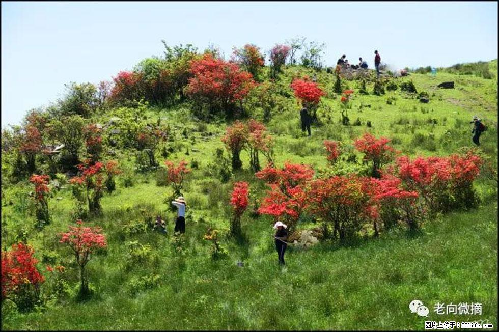 【春天，广西桂林灌阳县向您发出邀请！】宝盖山上映山红 - 游山玩水 - 日喀则生活社区 - 日喀则28生活网 rkz.28life.net
