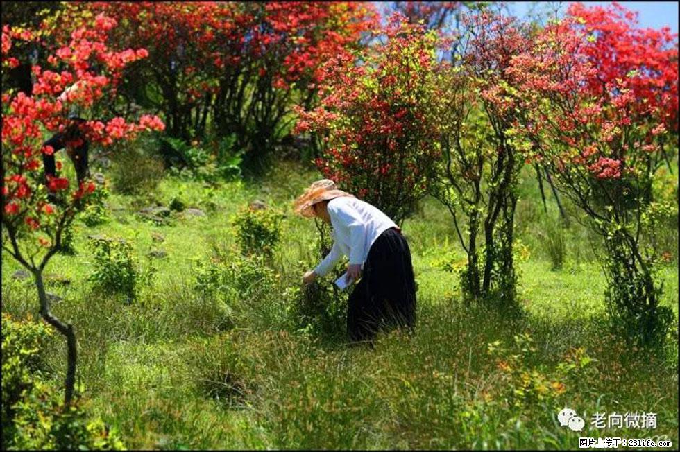 【春天，广西桂林灌阳县向您发出邀请！】宝盖山上映山红 - 游山玩水 - 日喀则生活社区 - 日喀则28生活网 rkz.28life.net