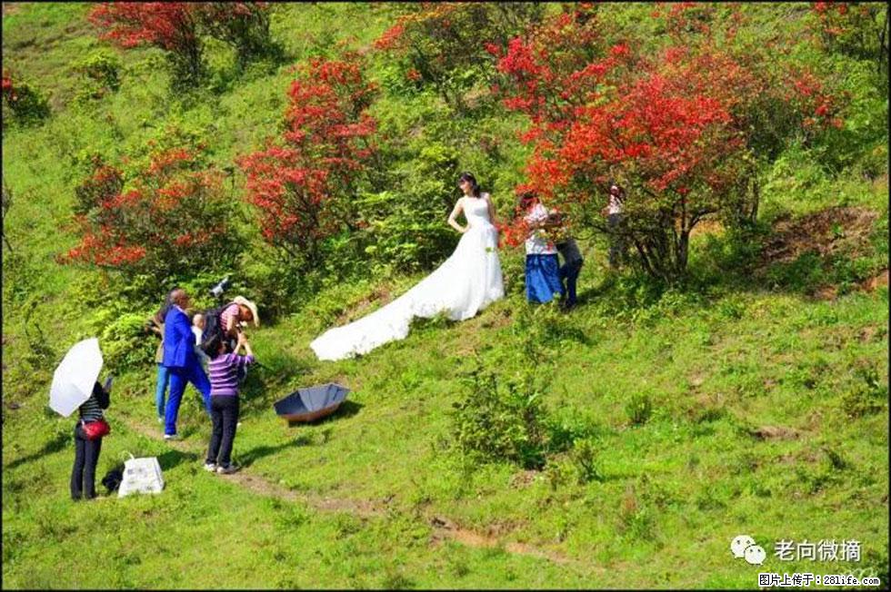 【春天，广西桂林灌阳县向您发出邀请！】宝盖山上映山红 - 游山玩水 - 日喀则生活社区 - 日喀则28生活网 rkz.28life.net
