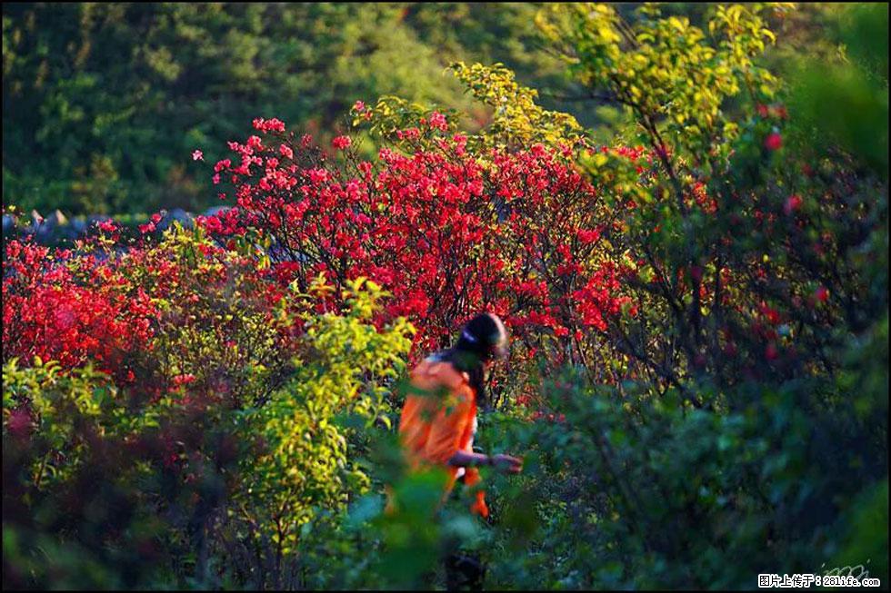 【春天，广西桂林灌阳县向您发出邀请！】春木界上映山红 - 游山玩水 - 日喀则生活社区 - 日喀则28生活网 rkz.28life.net
