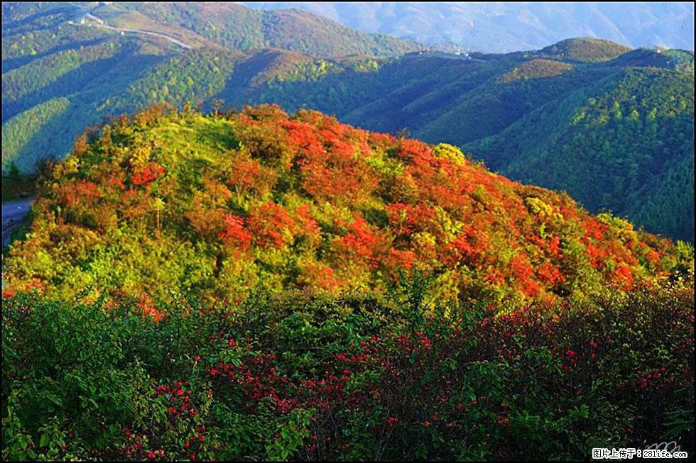 【春天，广西桂林灌阳县向您发出邀请！】春木界上映山红 - 游山玩水 - 日喀则生活社区 - 日喀则28生活网 rkz.28life.net