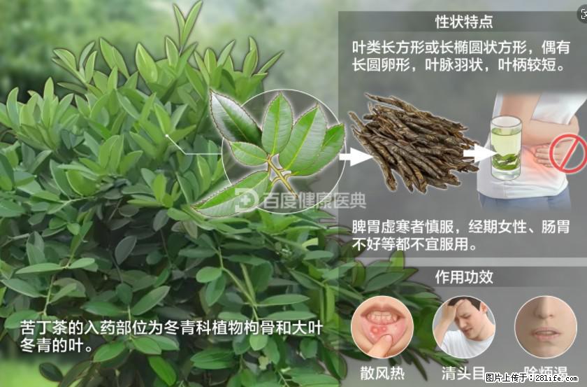 苦丁茶有哪些功效和作用 - 生活百科 - 日喀则生活社区 - 日喀则28生活网 rkz.28life.net