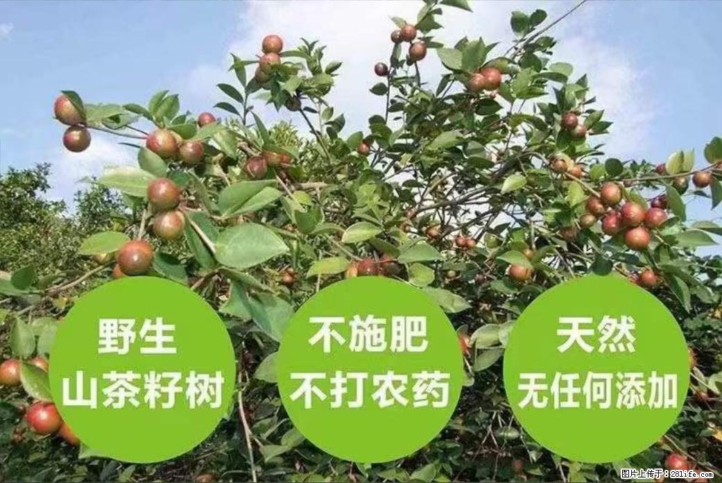 【灌阳县油茶产业示范区】一个有着充实的精神生活的人，对待身外之物自会有一种淡泊的态度 - 土特产 - 饮食特产 - 日喀则分类信息 - 日喀则28生活网 rkz.28life.net