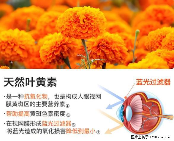叶黄素有什么功效和作用 - 生活百科 - 日喀则生活社区 - 日喀则28生活网 rkz.28life.net