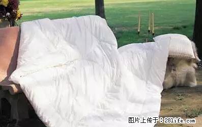 被子有异味？只要这样做，比晒太阳还强100倍！ - 家居生活 - 日喀则生活社区 - 日喀则28生活网 rkz.28life.net