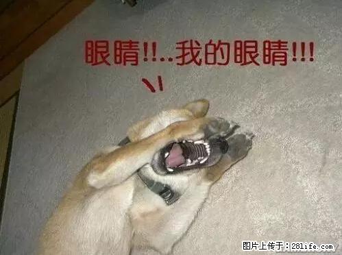 笑癫了！一女的怀孕三年未生，他终于忍不住了... - 娱乐八卦 - 日喀则生活社区 - 日喀则28生活网 rkz.28life.net