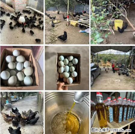油茶园从小鸡仔开始养起的纯土鸡、土鸡蛋可以预定啦！还有前几天刚榨的纯山茶油哦 - 美食天地 - 日喀则生活社区 - 日喀则28生活网 rkz.28life.net