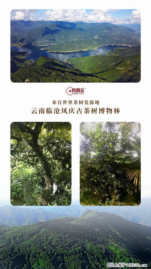 时间果百年古树2025年春红茶 - 购物交流 - 日喀则生活社区 - 日喀则28生活网 rkz.28life.net
